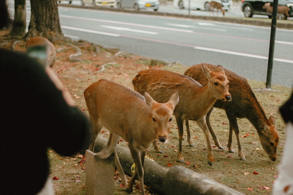 A pilgrim compares a screenshot from an anime to the real-life location in front of them