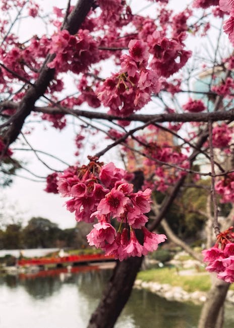 Exploring the Wonders of Japan cherry blossom
