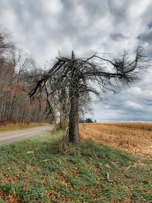 Understanding Tokyo Skytree Through Experience